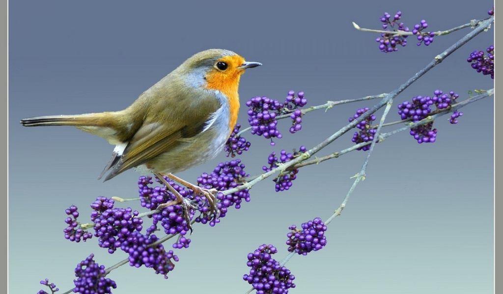 Птица на ветке с ягодами