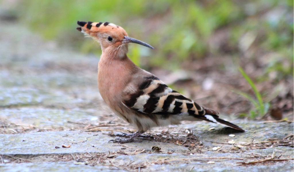 Птица с хохолком