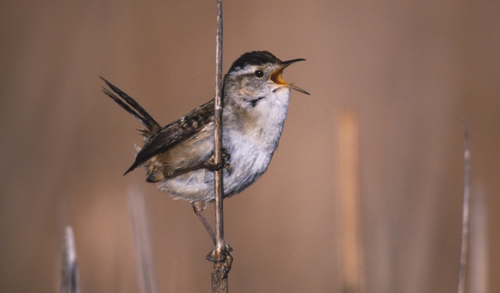 Певчая птица