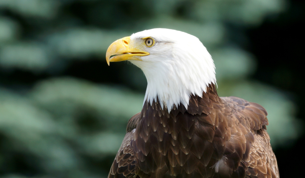 Белоголовый орлан