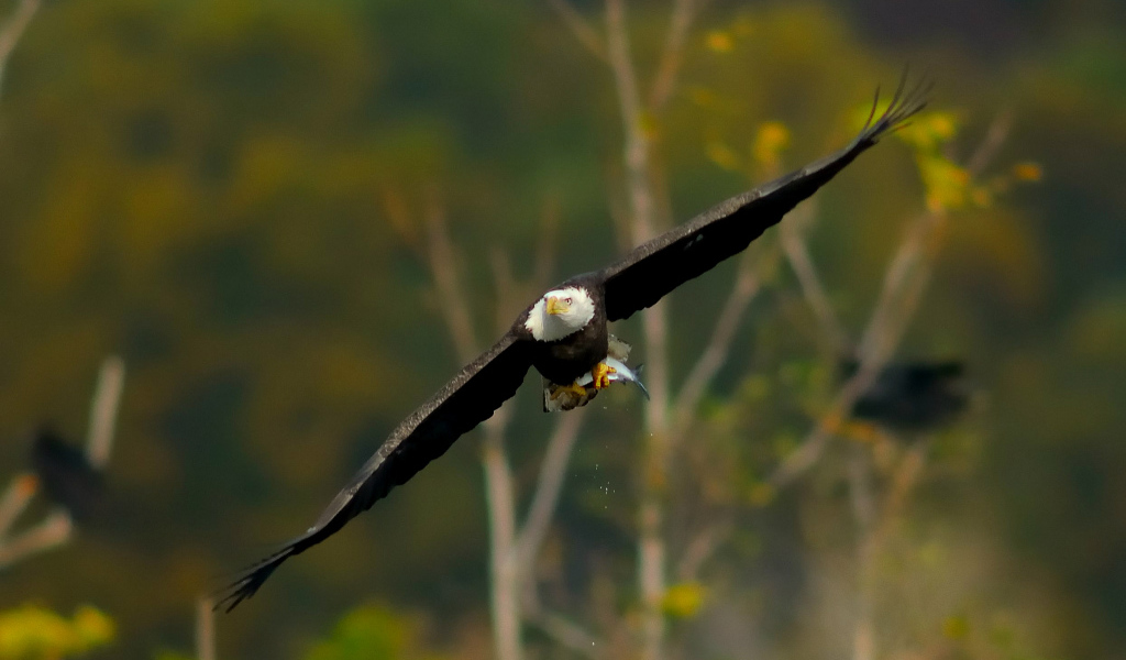 Белоголовый орел