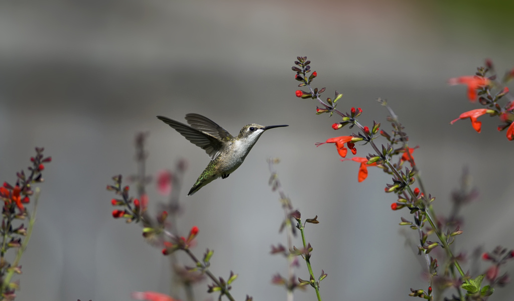 Птица колибри у цветка