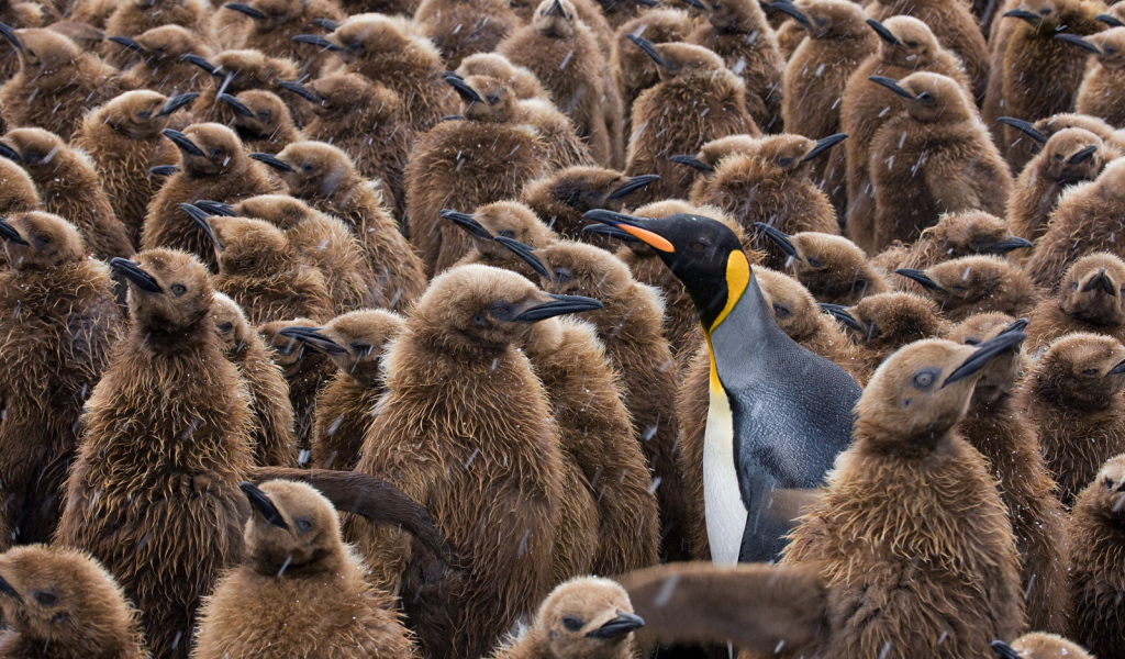 Птенцы пингвинов