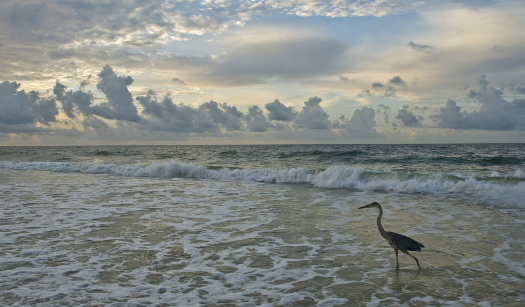 Журавль шагает по морю