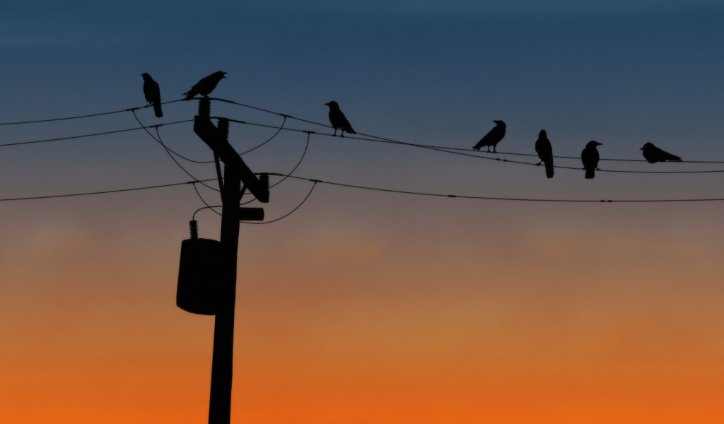 Вороны на проводах