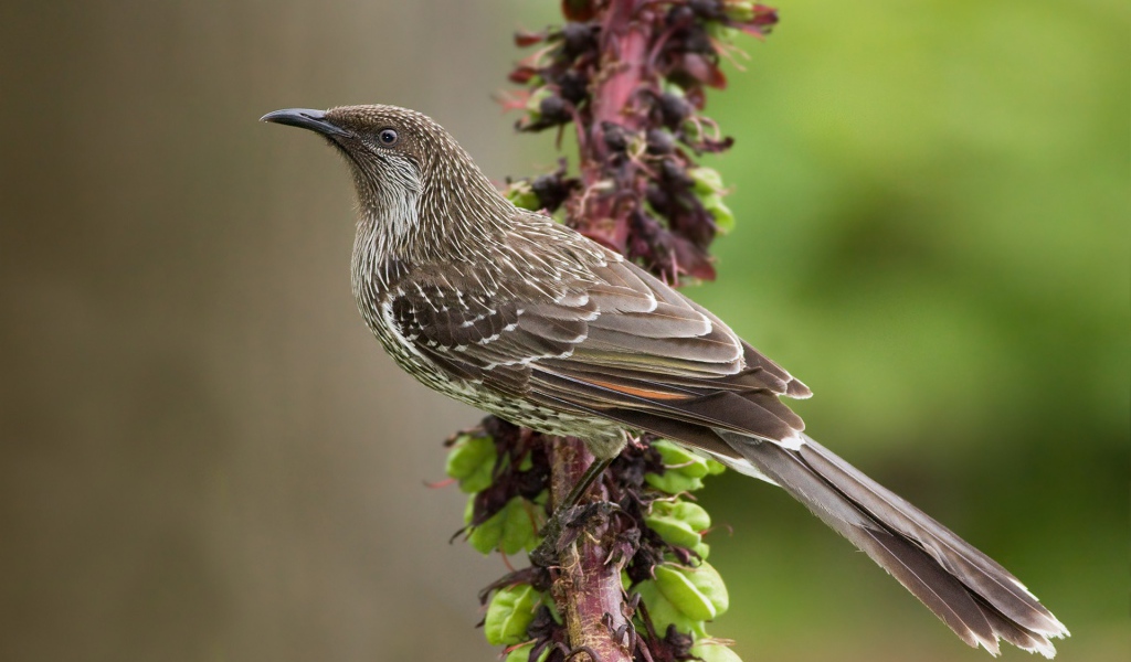Кукушка на ветке