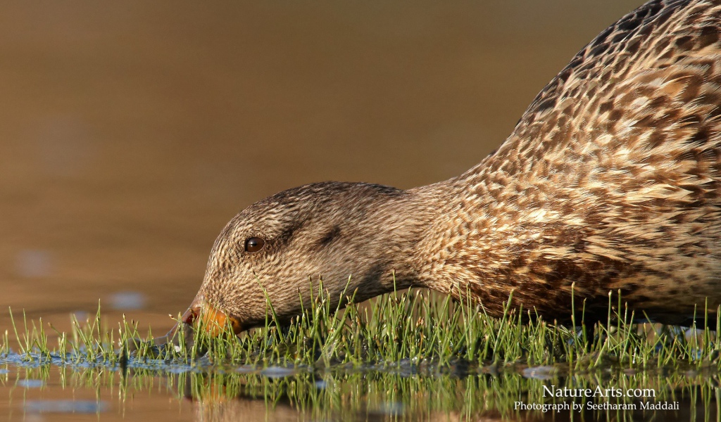 Утка пьет воду