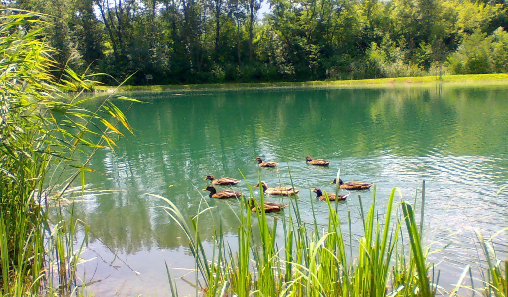 Утки плавают по озеру