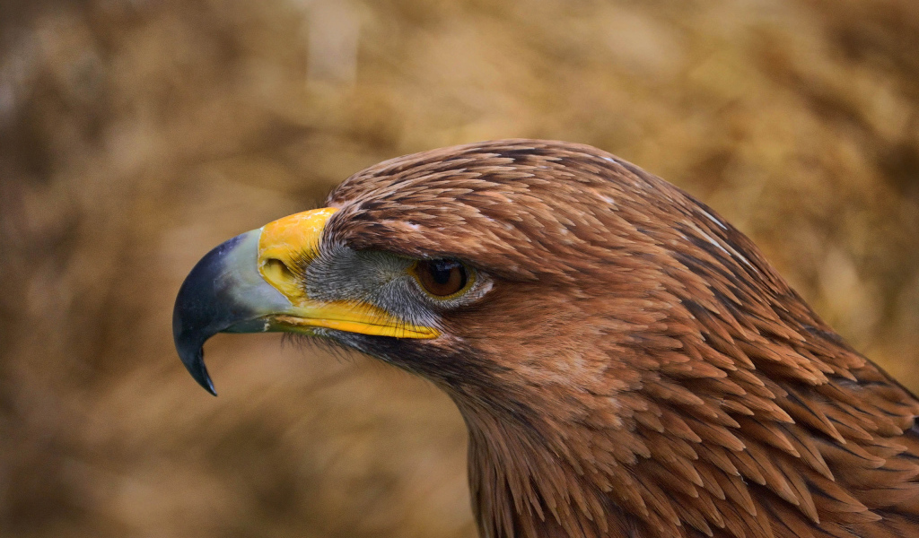 Орел с желтым клювом