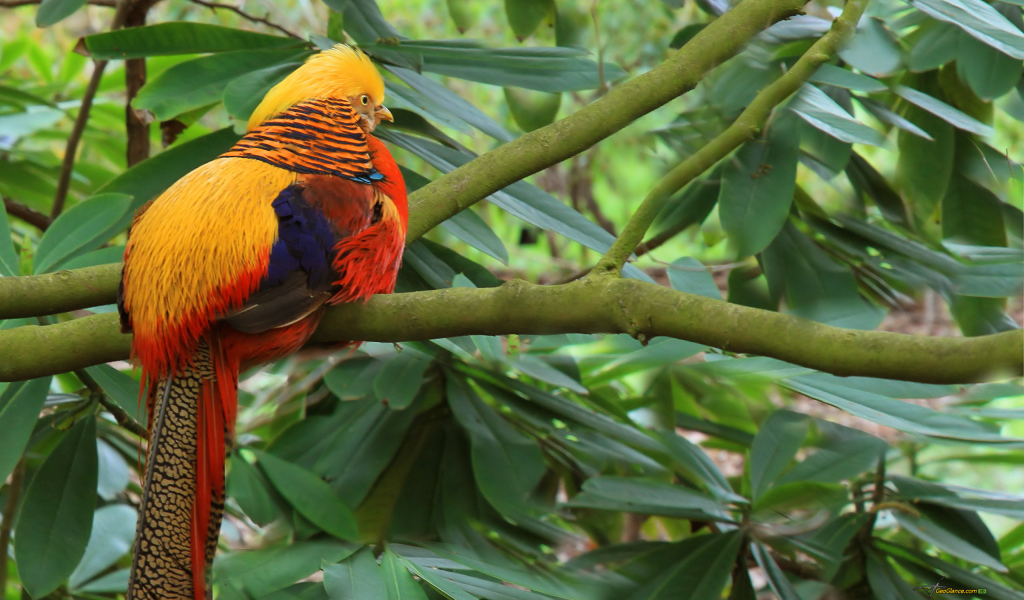 Золотой фазан на ветке
