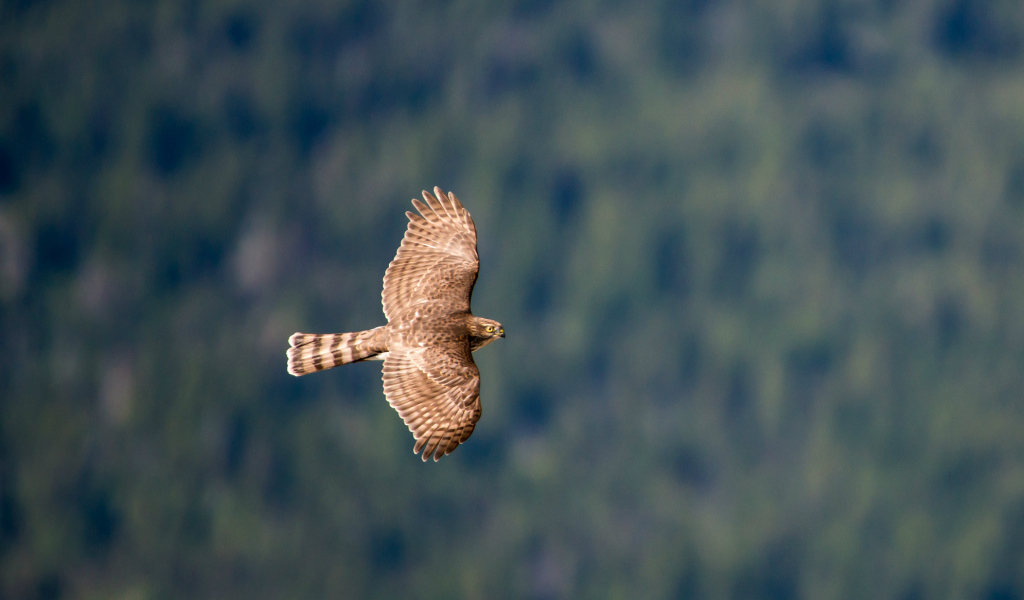 Ястреб в полете