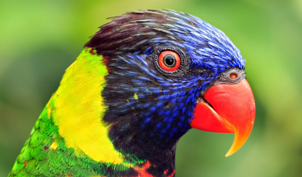 Голова попугая