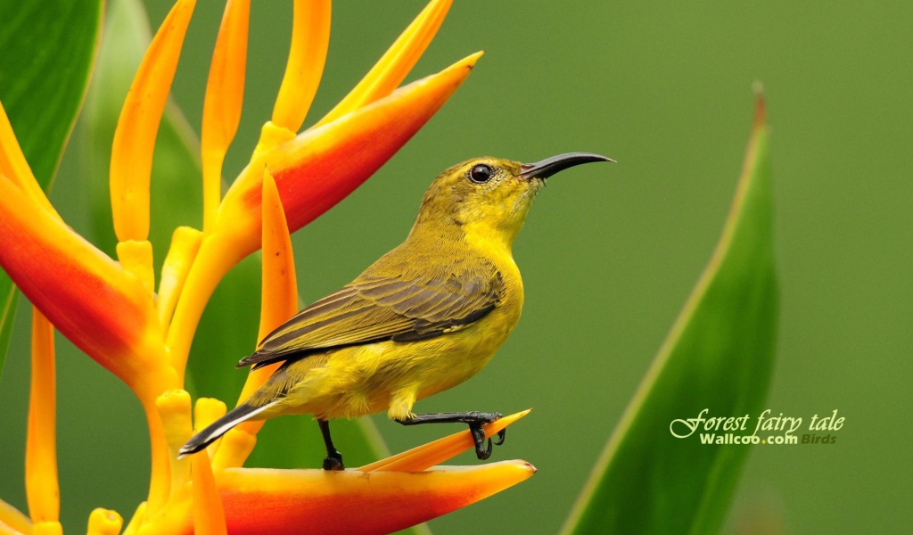 Колибри на цветке