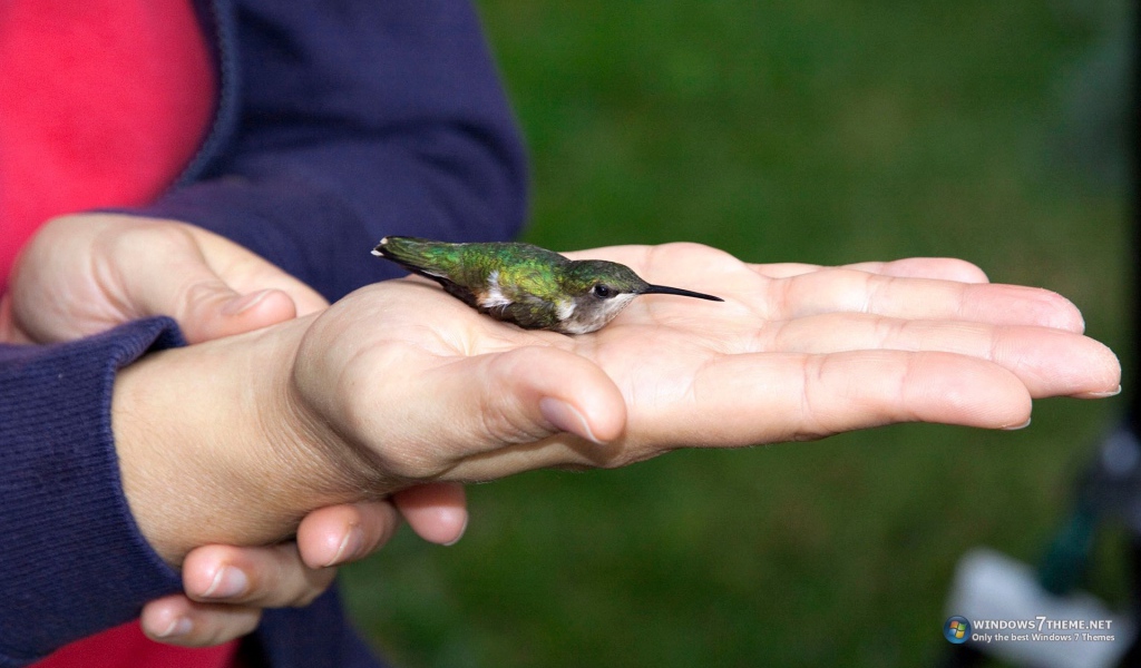Колибри на ладони