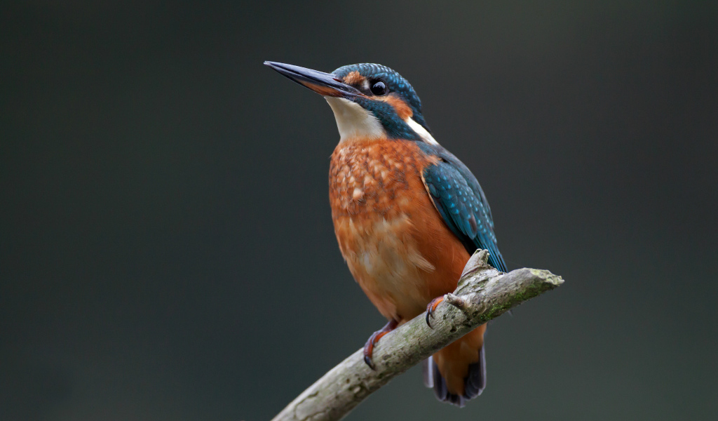 Зимородок сидит на ветке