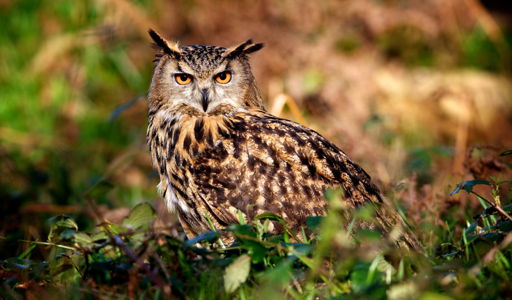 Ушастая сова