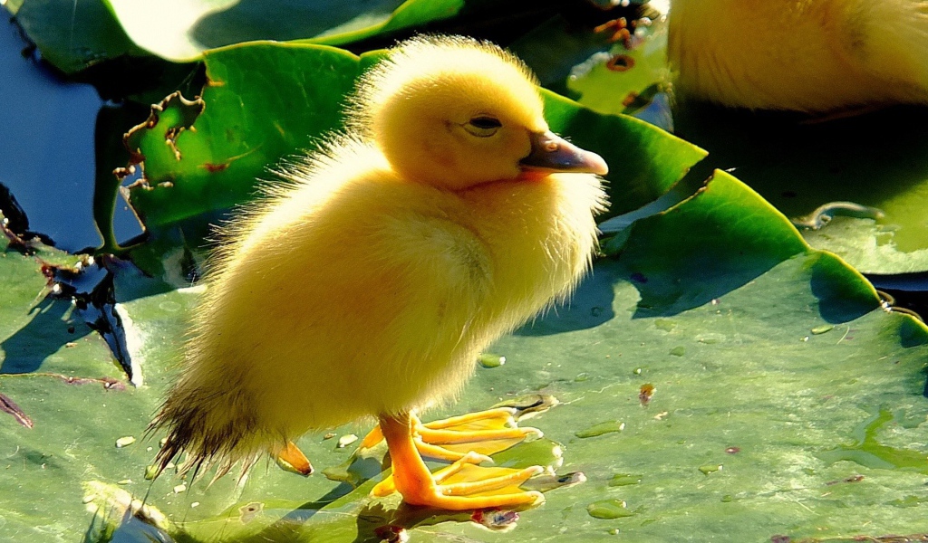 Птенец на листе лилии