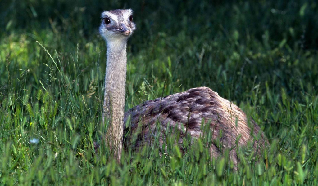 Страус в траве