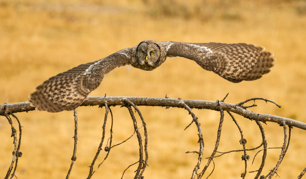 Сова бородатая неясыть