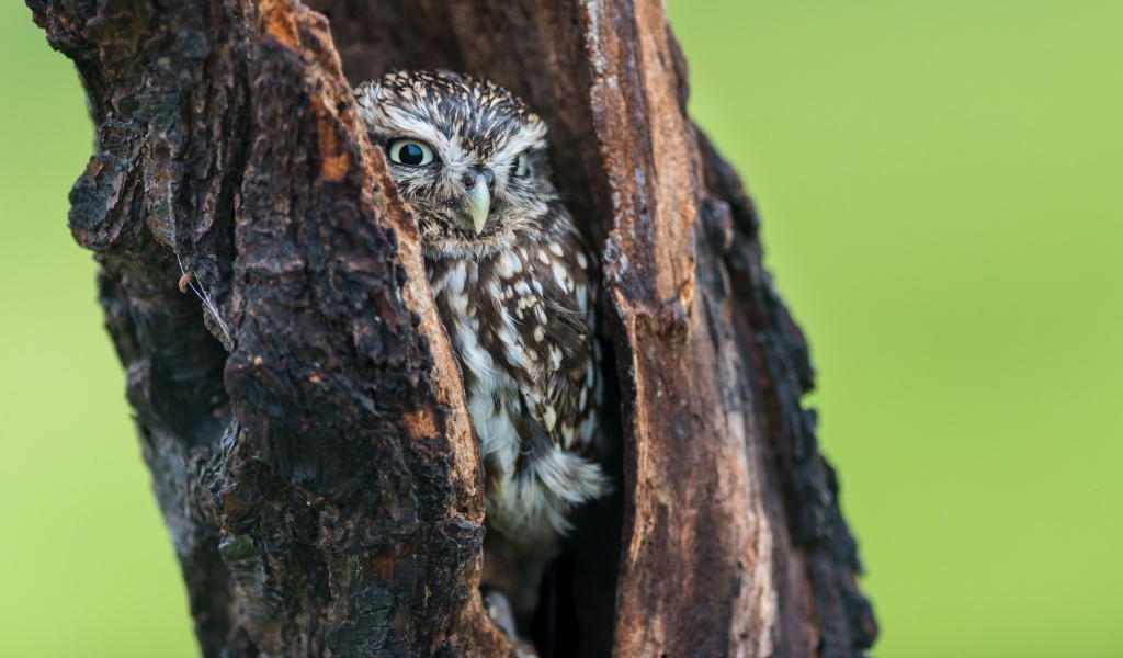 Сова в дупле