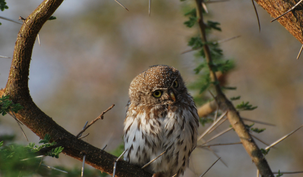 Сова на колючем дереве