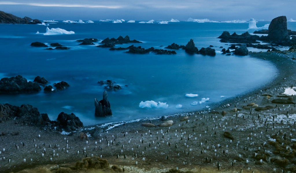 Пингвины на берегу моря