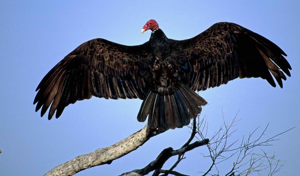 Птица из Турции