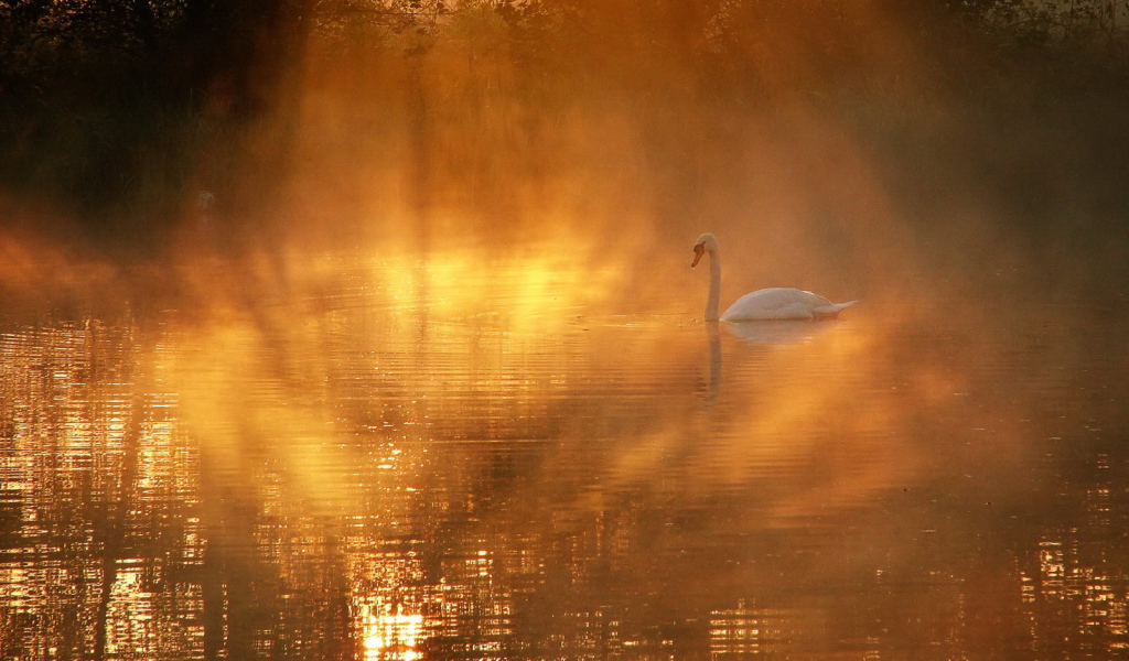 Лебедь в солнечных лучах