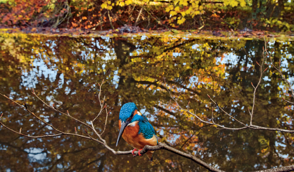 Птица удод на ветке