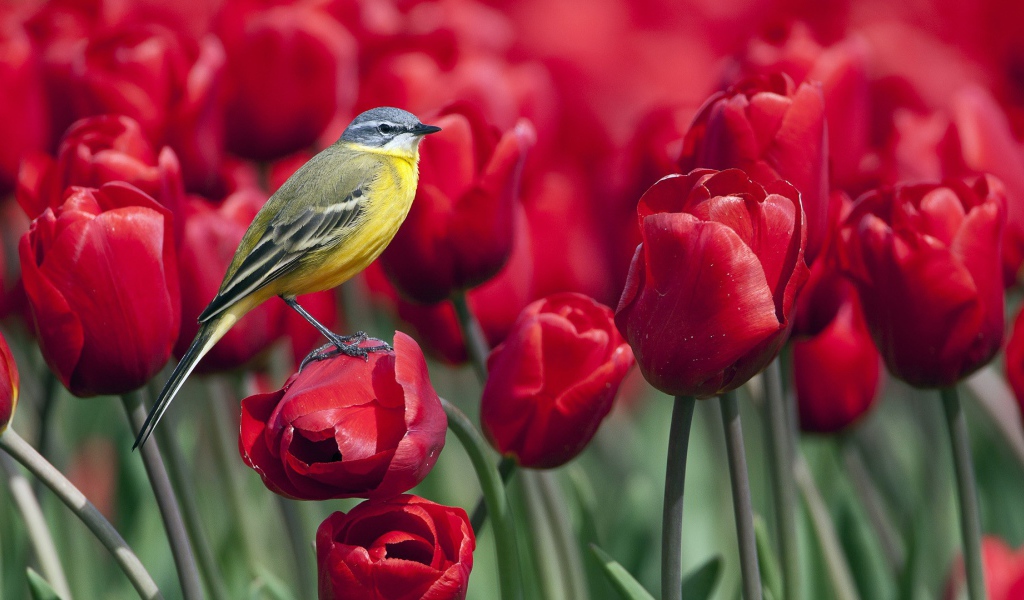 Синица сидит на тюльпане