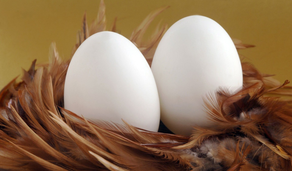 Два яйца в гнезде
