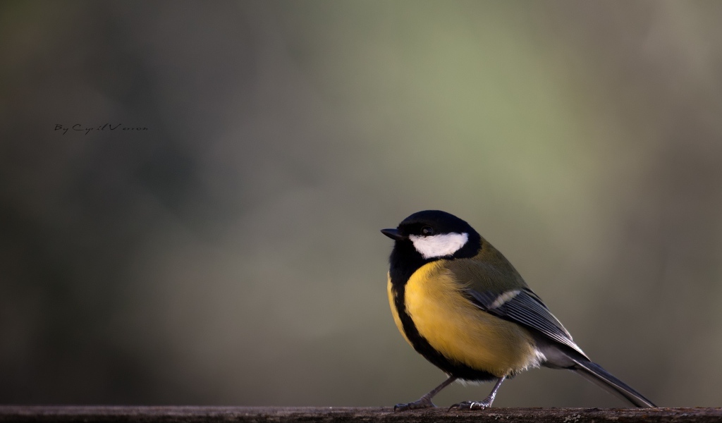 Желтая синица