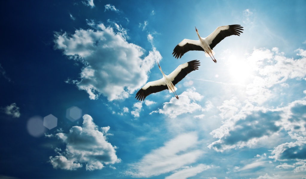 Аисты в полете