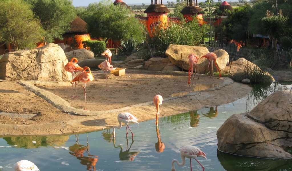 Фламинго в зоопарке