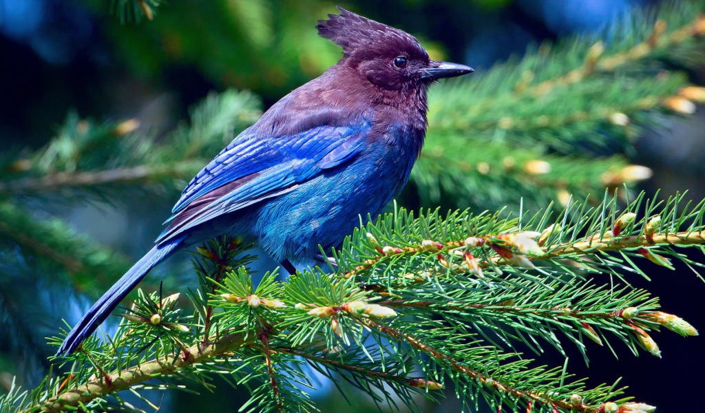 blue bird on a tree