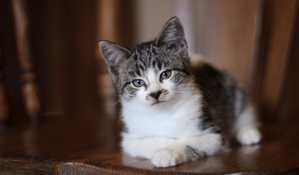 Внимательный взгляд серого кота