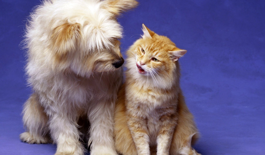 Кошка и собака лучшие друзья