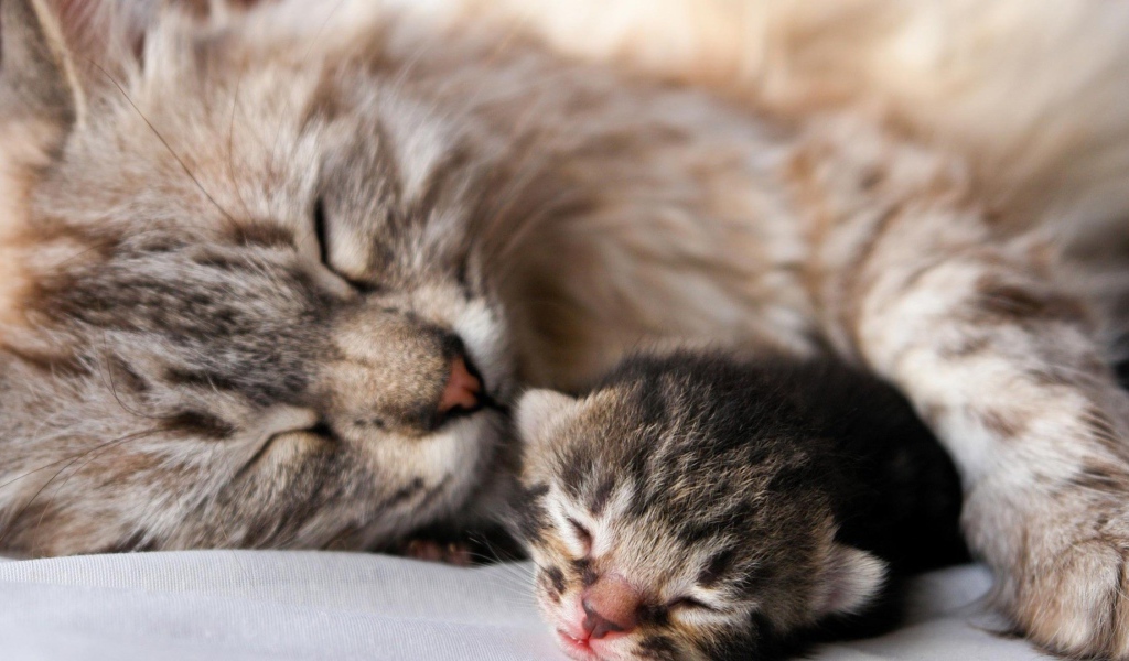 Кошка с котенком