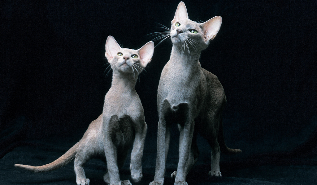 Пара ориентальных короткошерстных кошек