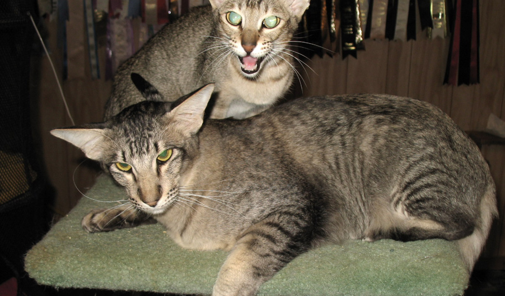 Пара ориентальных длинношерстных кошек