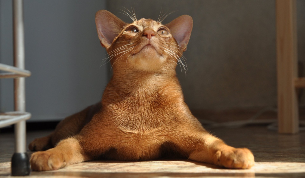 Абиссинская кошка расставила лапы