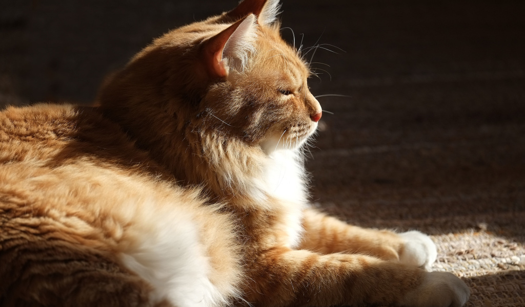 Взрослый курильский бобтейл