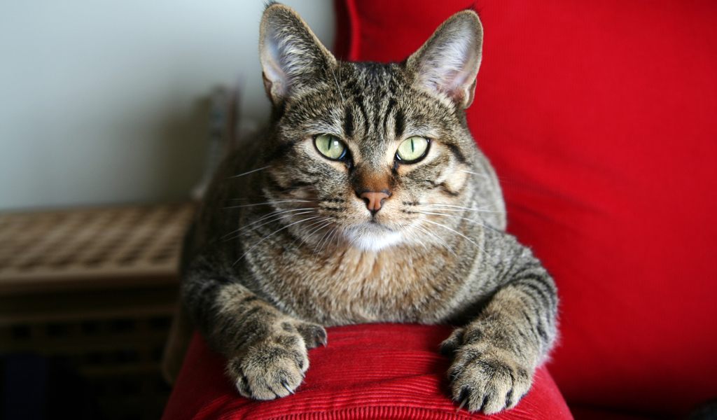 Взрослый кот пиксибоб