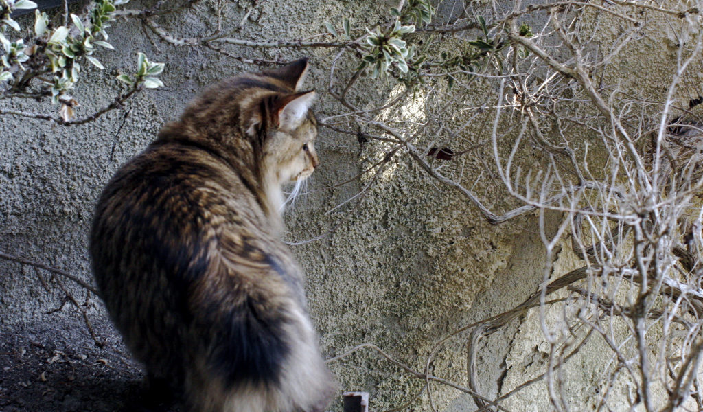 Американский бобтейл на природе