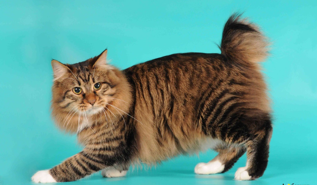 Порода кошек американский бобтейл