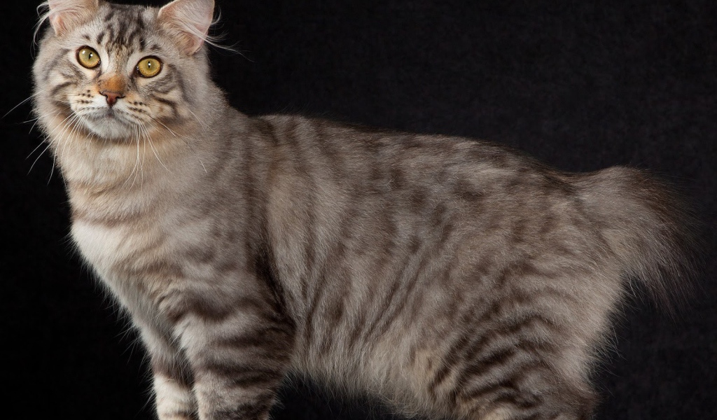 Американский бобтейл на черном фоне