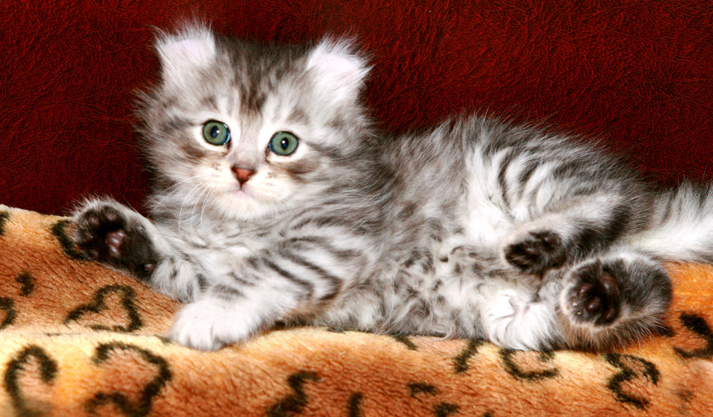 Котенок американский керл