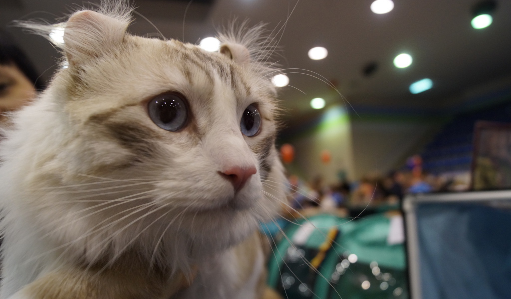 Американский керл на выставке