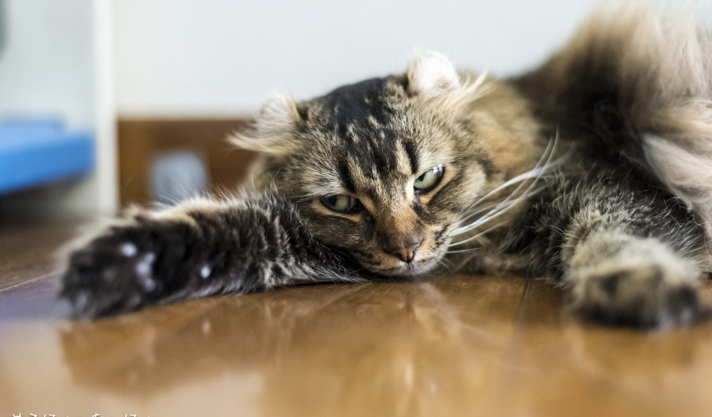 Американский керл на полу