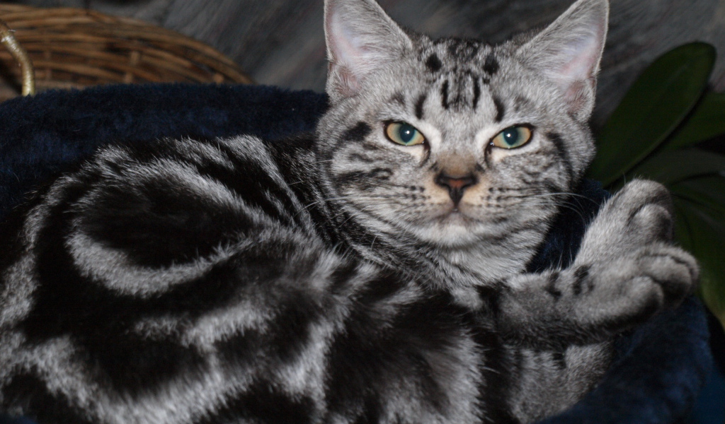 Американская короткошерстная кошка в корзинке